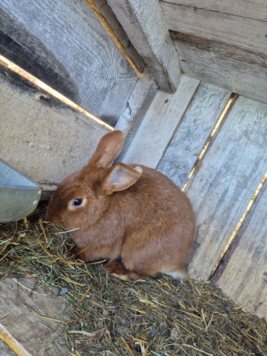 Samice nowozelandzkie i termondzkie