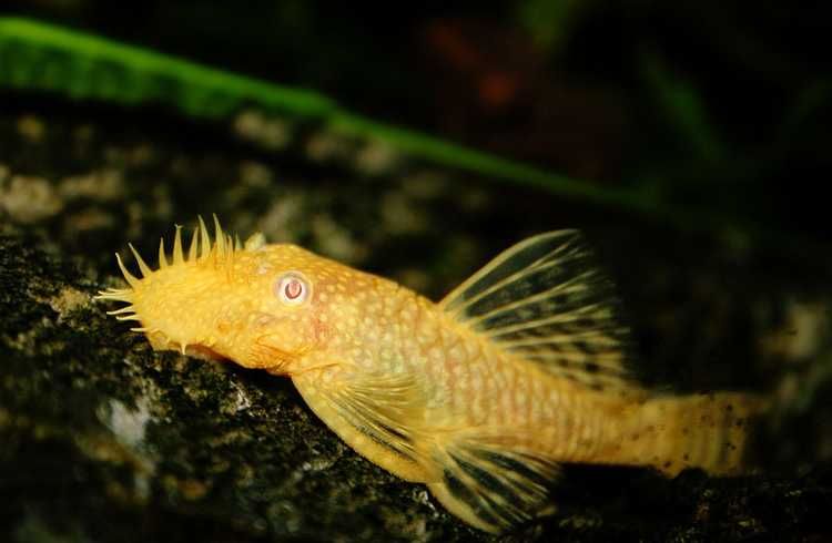 Zbrojnik Pospolity, Glonojad, Ancistrus