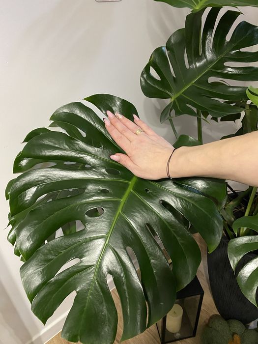Zdrowa, ogromna monstera