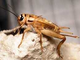 Цвіркун сверчок кормовой  1.7 -2 см