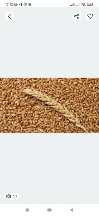 Продається пшениця урожай 2025 рік.