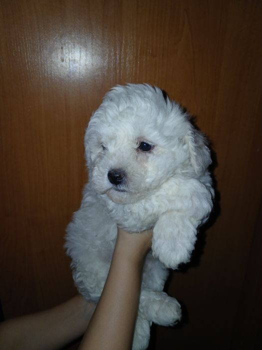Прожається хлопчик бішон фрізе