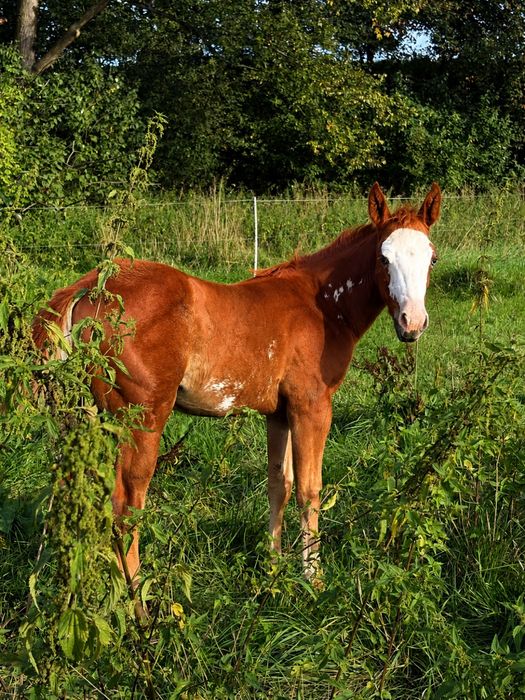 American Paint Horse ,  APH