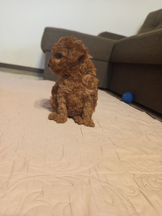 Той Пудель дівчата Редбраун