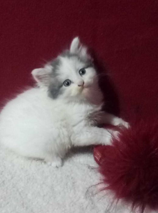 Вислоухие и прямоухие!Золотые и Голубые шиншиллы!