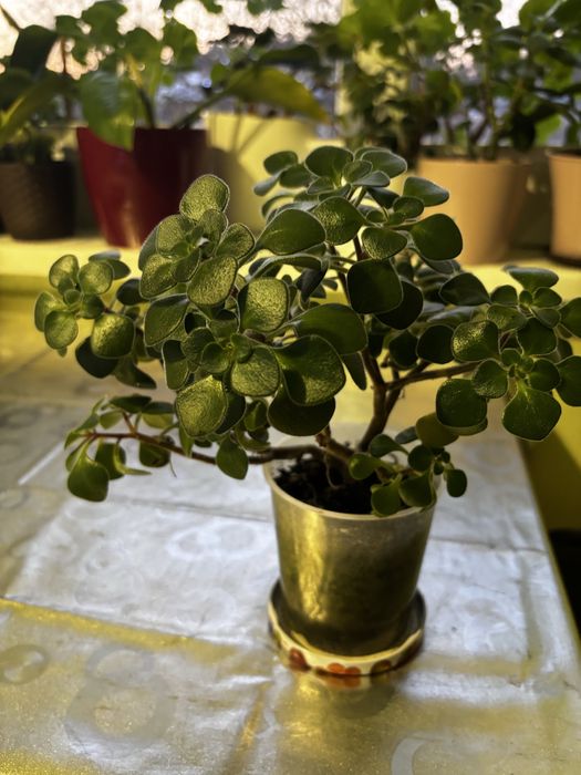 Аїхрізон Дерево козанея, дерево щастя