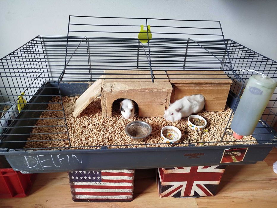 Oswojone świnki morskie z pełnym wyposażeniem