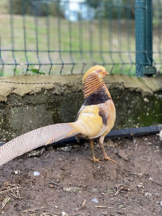 Casal de faisões gigi