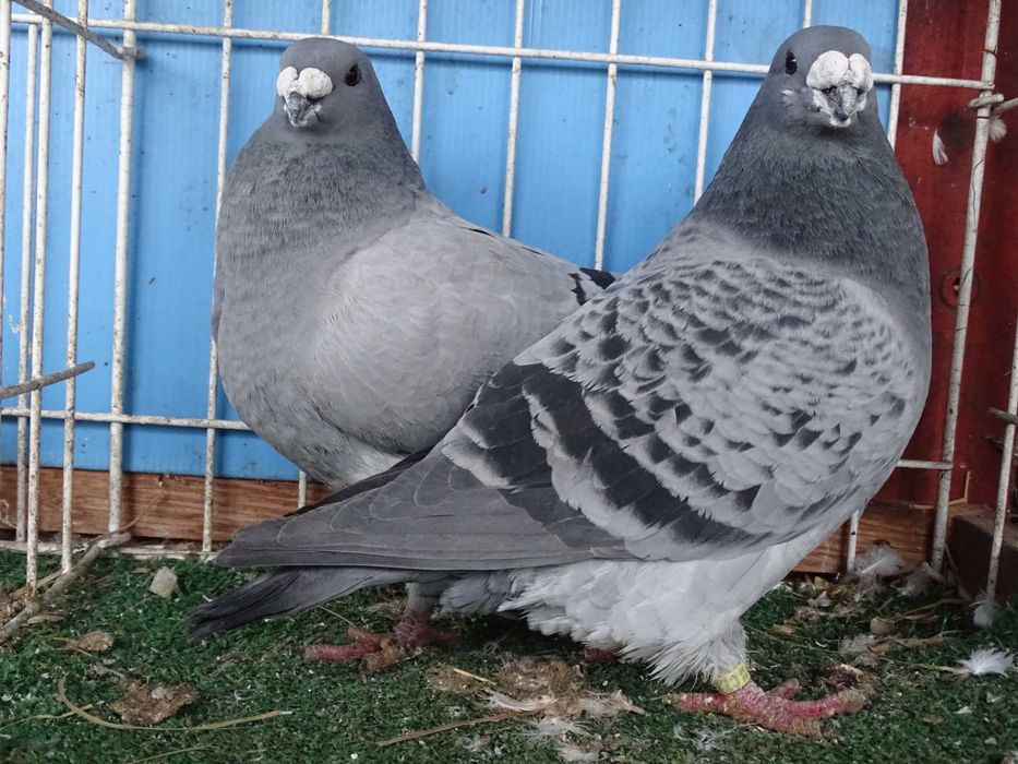 show racer, racery, gołębie ozdobne