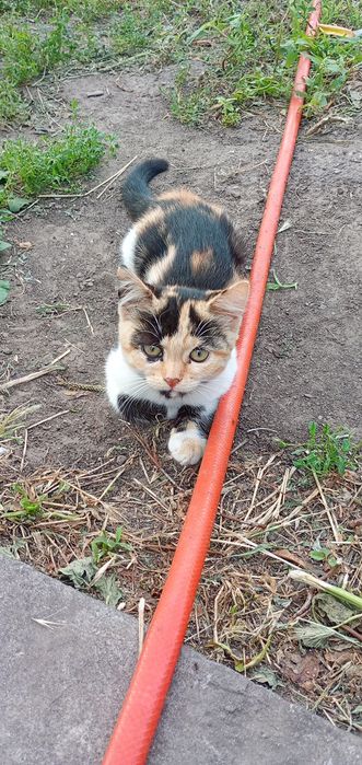 Отдат котенка в хорошие руки