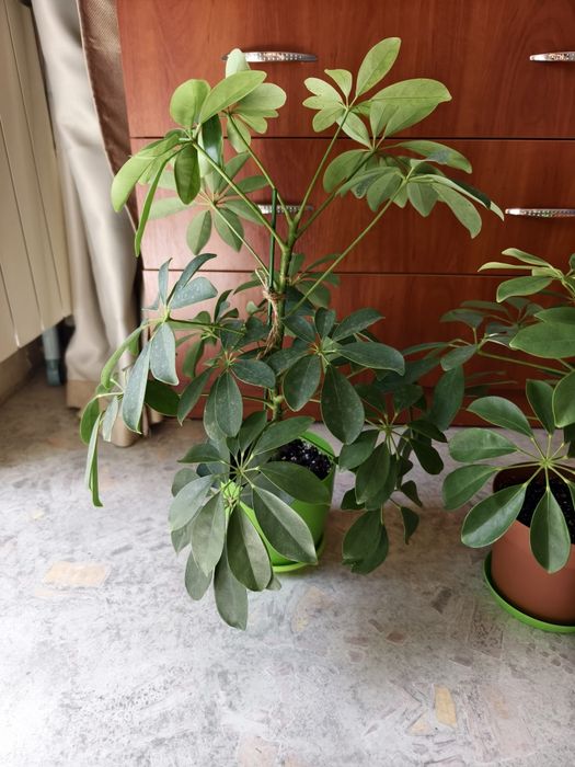 Шеффлера кімнатна деревовидна