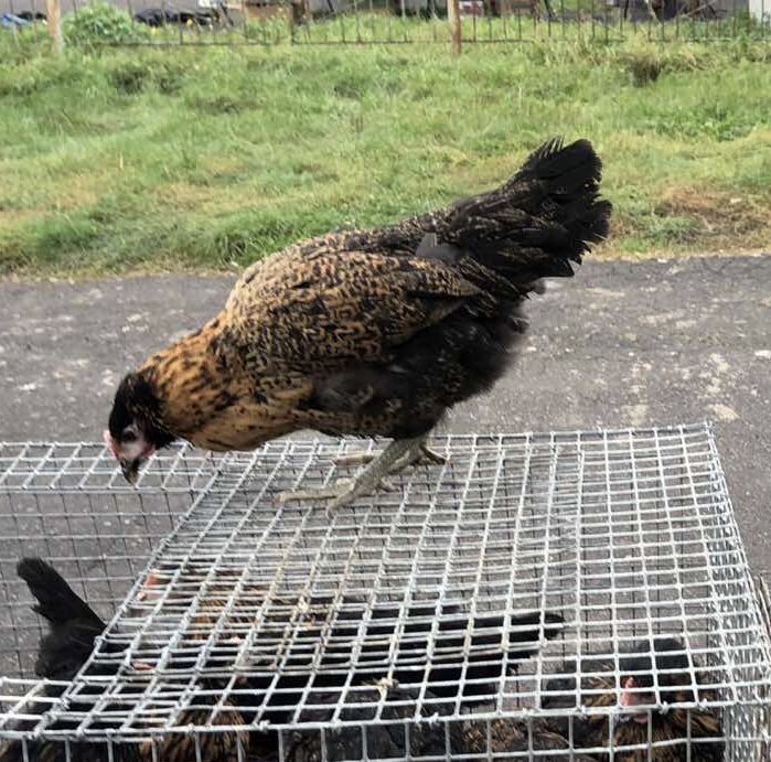 Кури Домінанти. Срібний Адлер