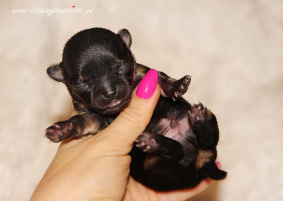 Maleńkie długowłose chihuahua z hodowli Crazy Passion FCI