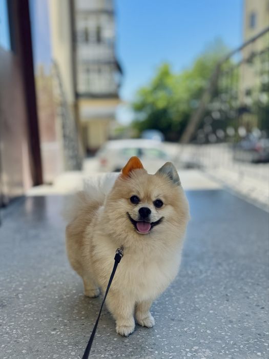 Шукаємо наречену для нашого пухнастого красеня