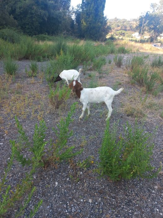Vendo casal cabritos Boer.  4 cabras e um chibo também Boer xcelente gen ética  com idade 5meses