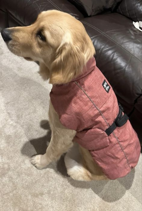 Capa impermeavel para cao