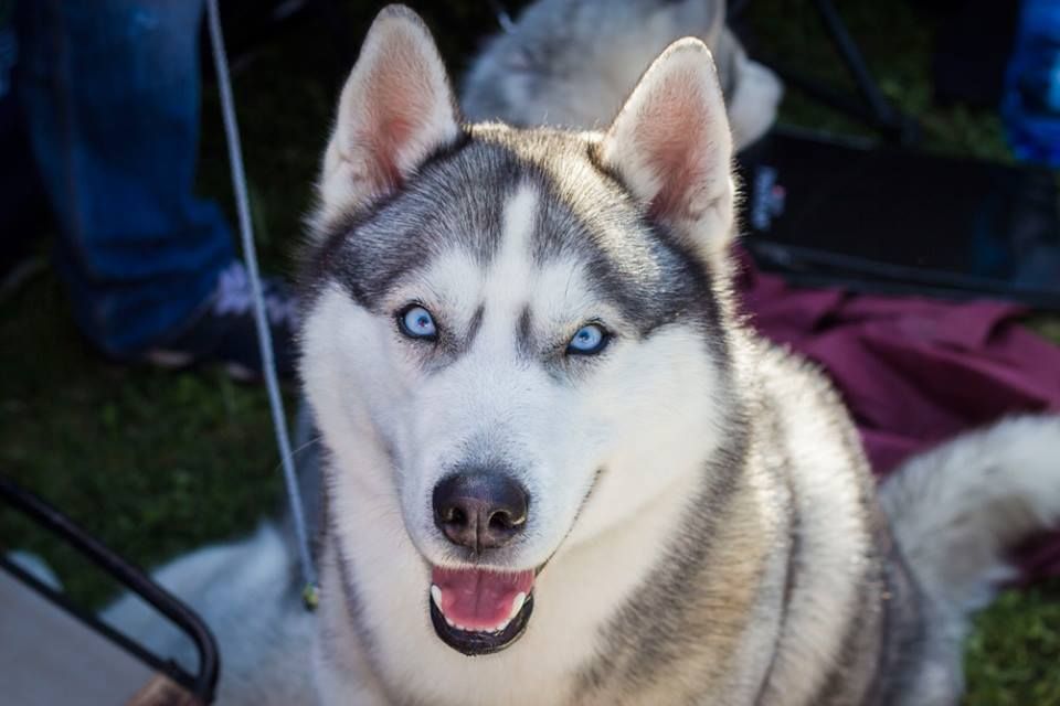 Кобель для вязки