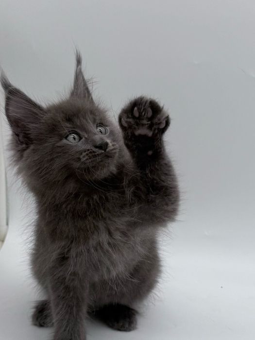 Мейн кун котенок, девочка