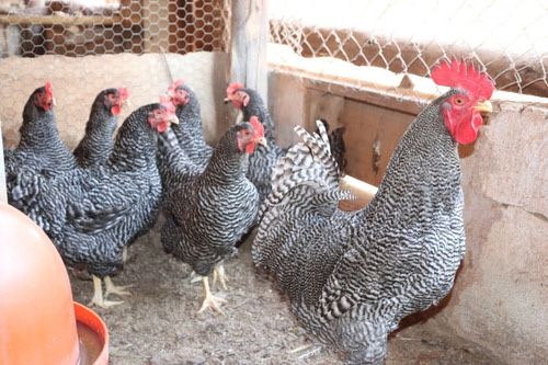 Galinhas de varias raças/pedrês entre outras.