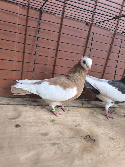 Samice samiczki koroniarz koroniarze gołębie ozdobne