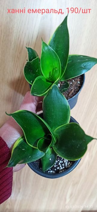 Сансевієрії Голандські