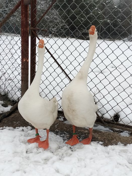 Gęsi Chińskie,,Samiec,,