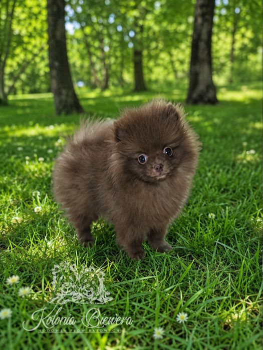 Szpic Miniaturowy/Pomeranian Chocolate/Chocolate &Tan piesek Paszport!