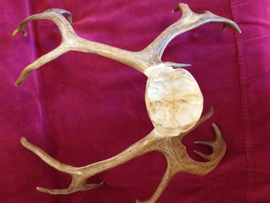 Роги оленя невеликі