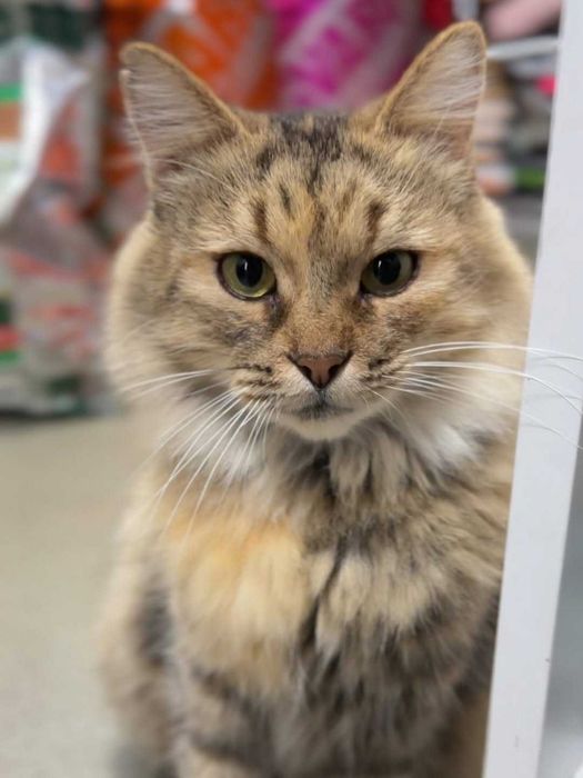 Мамка в пошуках сім'ї