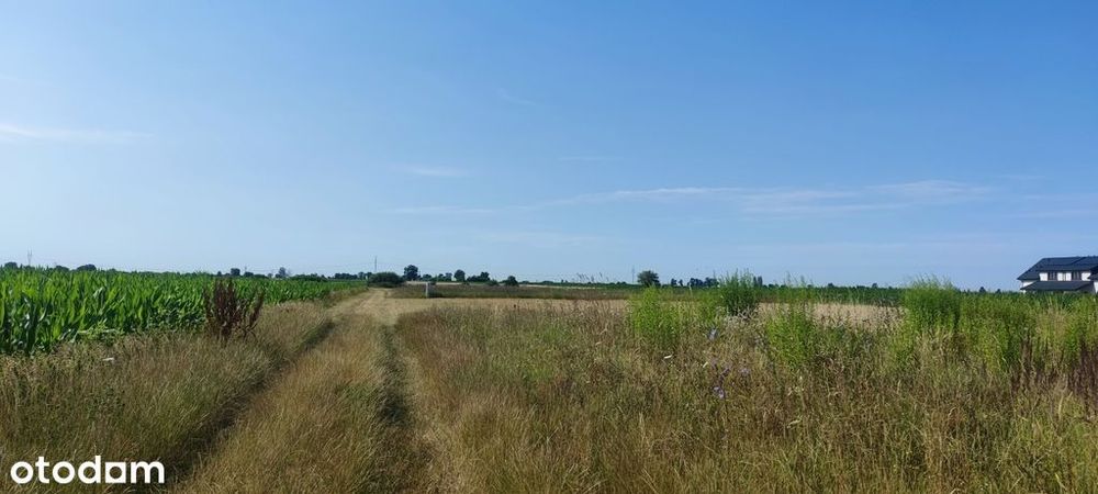 Działka, Zaborówek - Widok 6