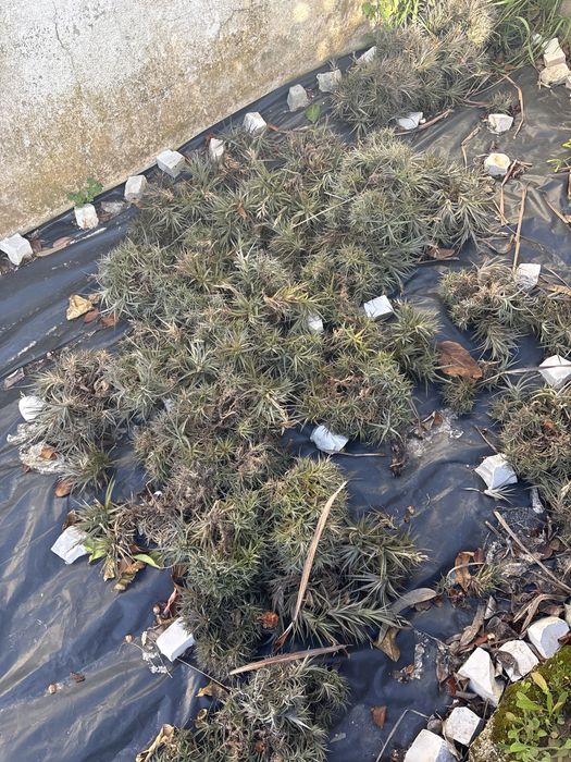 Planta aereas molho