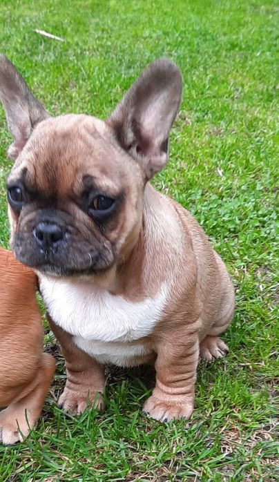 Szczeniaczek buldog francuski