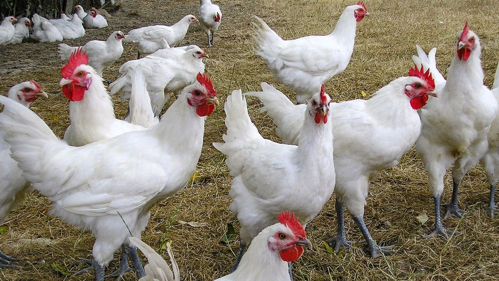 Яйце інкубаційне Декалб Уайт