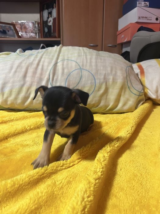 Chihuahua macho muito pequena cor