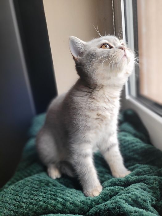 Kotek brytyjski krótkowłosy