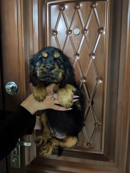 Миловидный ребёнок для вас