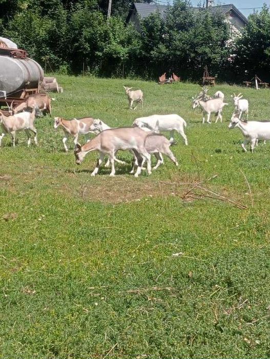 kozy kozły młode wyprzedaż z gospodarstwa