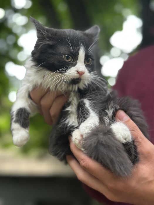 Милые котята ищут дом