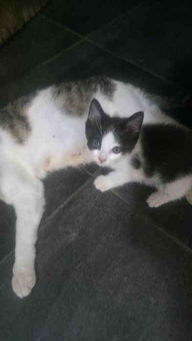Gatinha para adopção responsavel