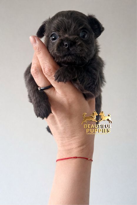 Dziewczynka Chihuahua po Championach