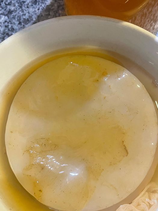 SCOBY de Kombucha (bolacha)