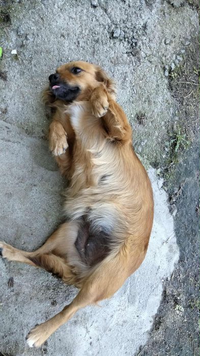 Ariel, cadelinha com 2 anos porte pequeno para adoção responsável