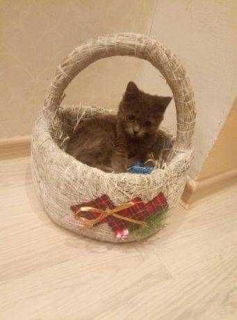 Котёнок-мальчик в заботливые руки