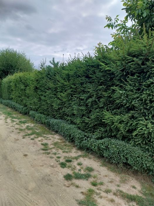 Przycinanie żywopłotów i tui - skracanie, sprzątanie, wywóz