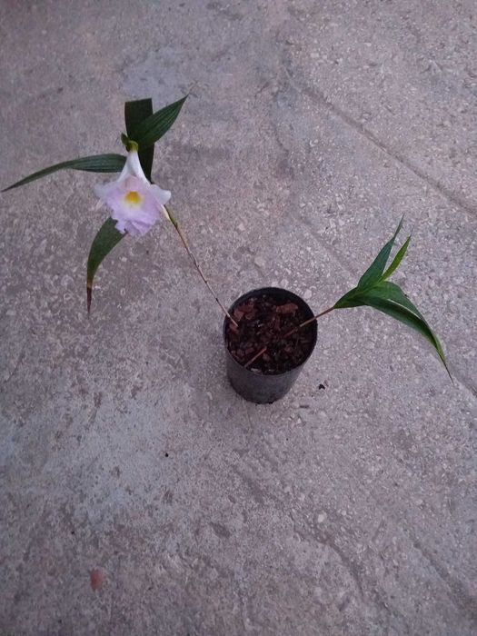 Vaso com Orquídea