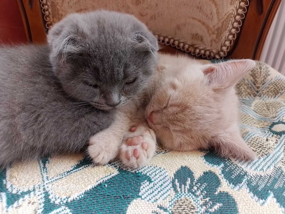 Кошенята хлопчики веслоухие и прямоухие