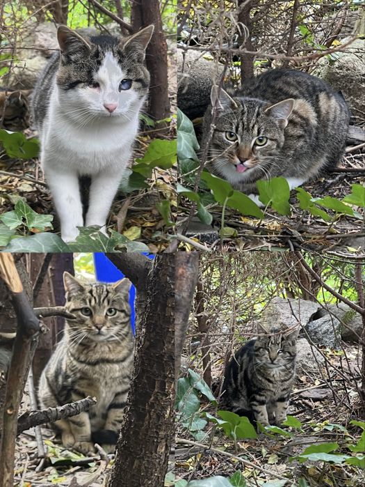 4 kotki pilnie szukają kochającego domu