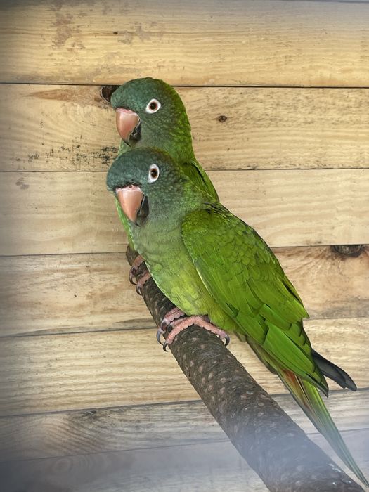 Casal reprodutor conures cabeca azul