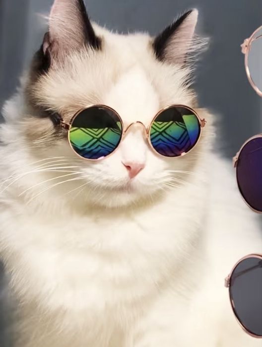 Окуляри для кота котика собачки