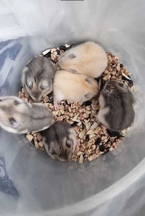 Забавные,шустрые не дадут ребенку скучать